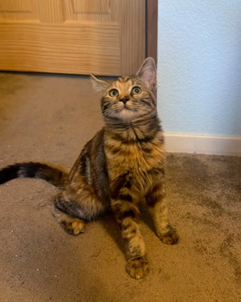A baby medium-sized female Domestic Medium Hair cat named Nutmeg for adoption in Reno, NV