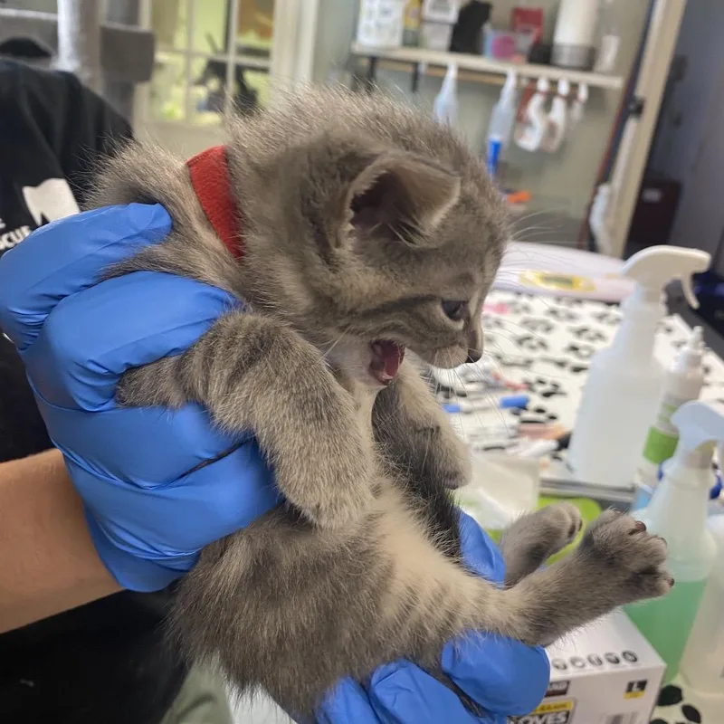 A baby small-sized male Gray / Blue / Silver Domestic Short Hair cat named Couponz for adoption in Mount Juliet, TN