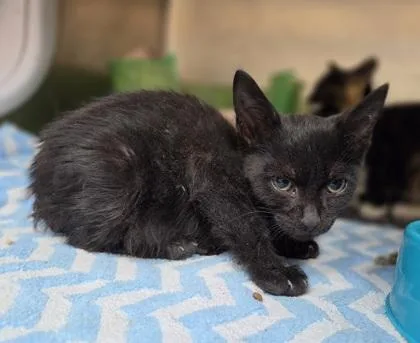 A baby small-sized male Domestic Short Hair cat named Lone Starr for adoption in Westland, MI