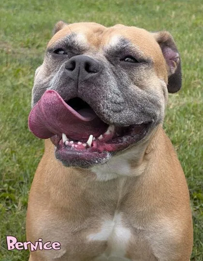 An adult large-sized female Boxer dog named Bernice for adoption in Mason, MI