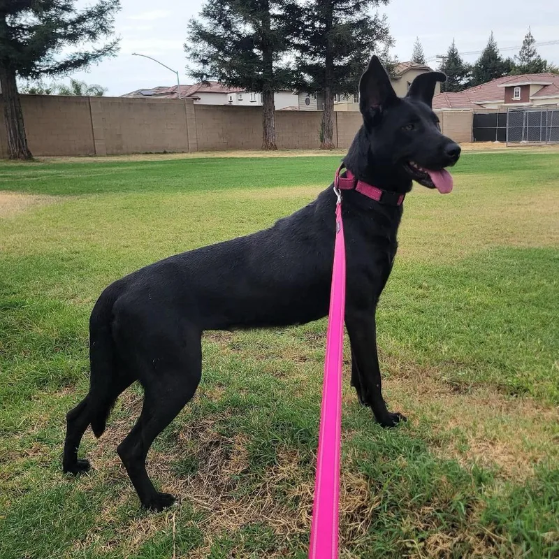 An adult large-sized female German Shepherd Dog dog named Haddy for adoption in Stagecoach, NV