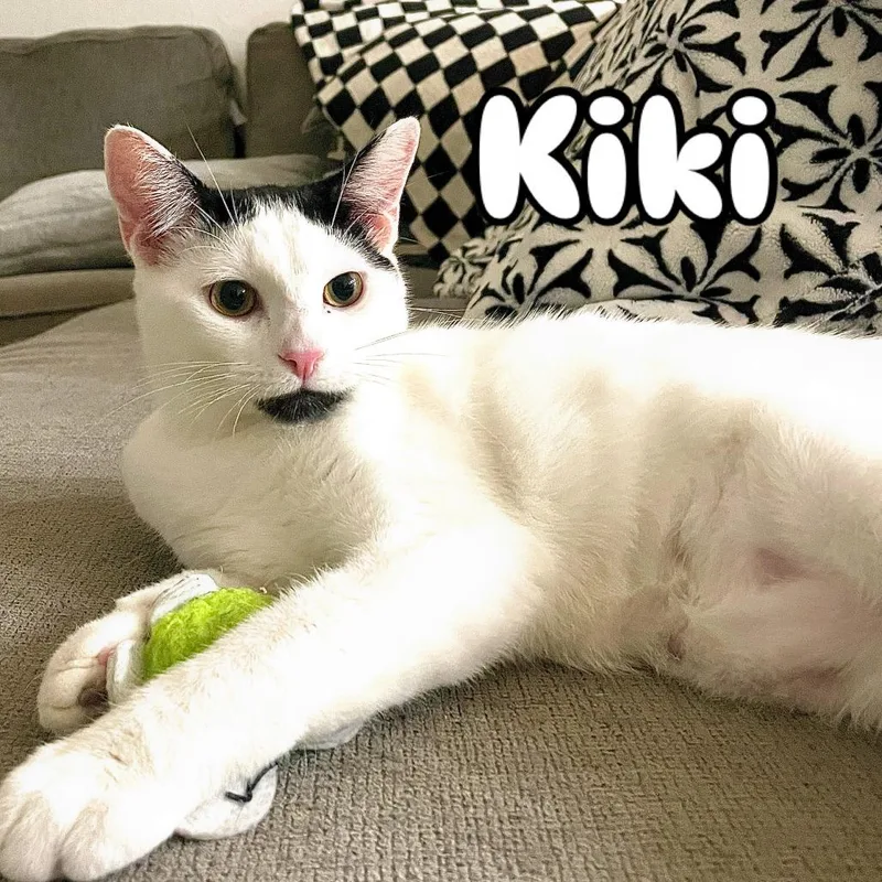 A young small-sized female Black Domestic Short Hair cat named Kiki for adoption in Los Angeles, CA