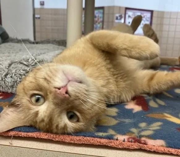 A young medium-sized male Domestic Short Hair cat named Oscar for adoption in Springfield, MA