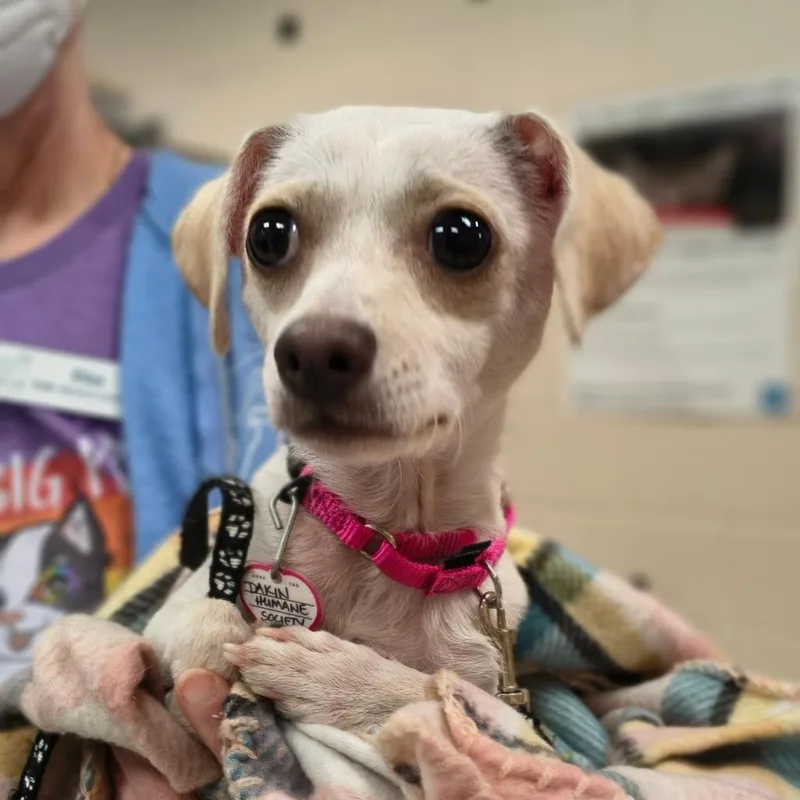 A young small-sized female Yellow / Tan / Blond / Fawn Chihuahua dog named Suki for adoption in Springfield, MA