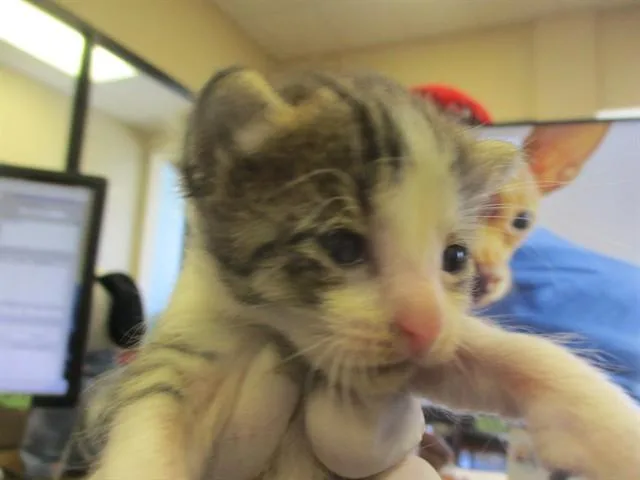 A baby small-sized female Domestic Short Hair cat named Iris for adoption in Ocala, FL