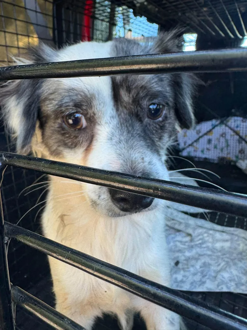 A young small-sized male Spaniel dog named Sal for adoption in Matthews, NC