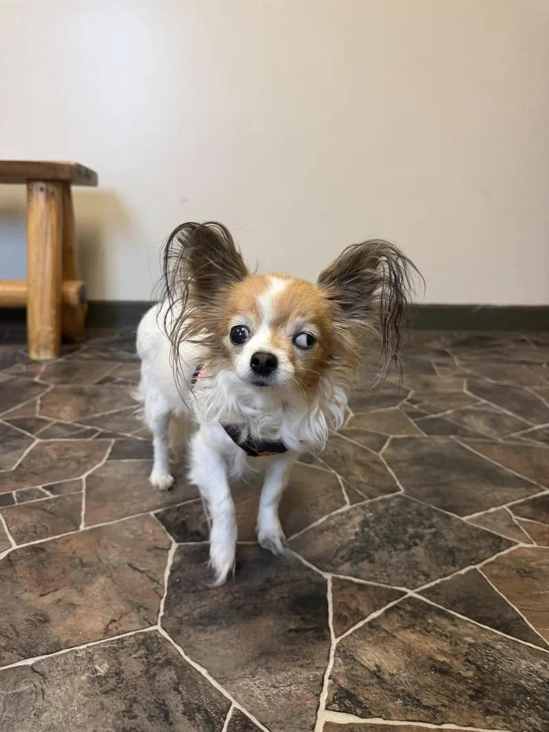 Clam Chowder thumbnail 2