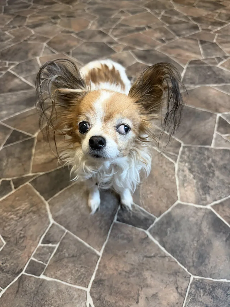 Clam Chowder thumbnail 4