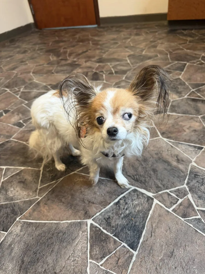 Clam Chowder thumbnail 5