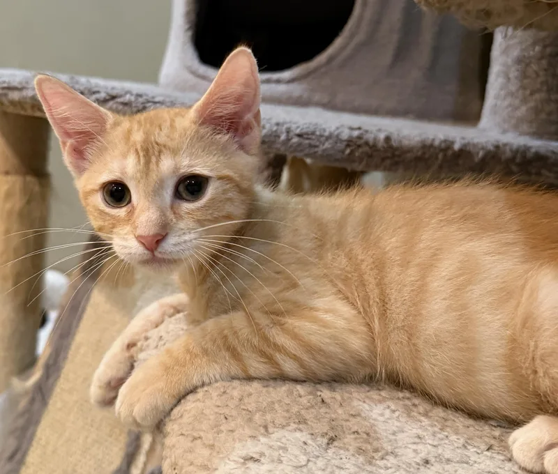 A baby medium-sized male Tabby (Orange / Red) Domestic Short Hair cat named Helsinki for adoption in East Hanover, NJ