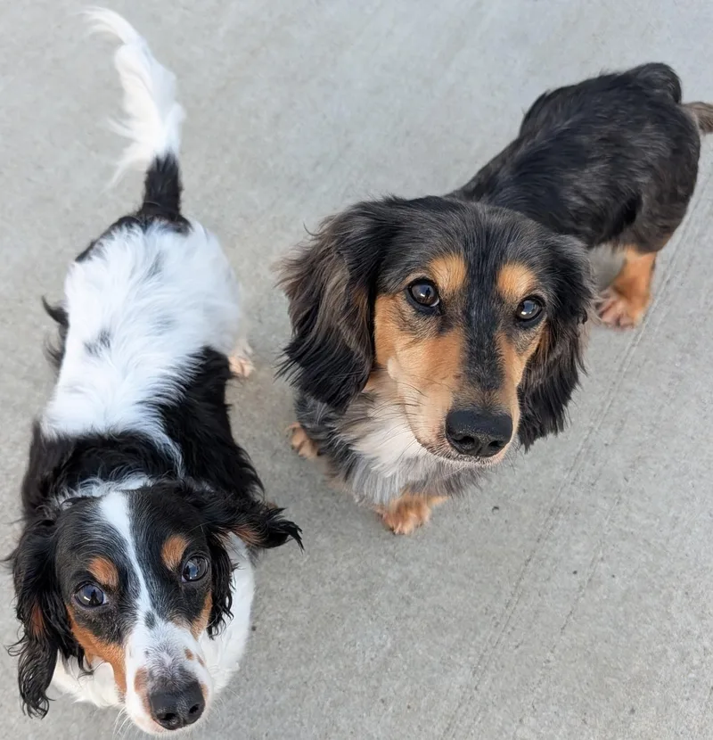 A young small-sized male Black Dachshund (Long Haired) dog named Franke and Chimmey in for adoption in Shelbyville, TN