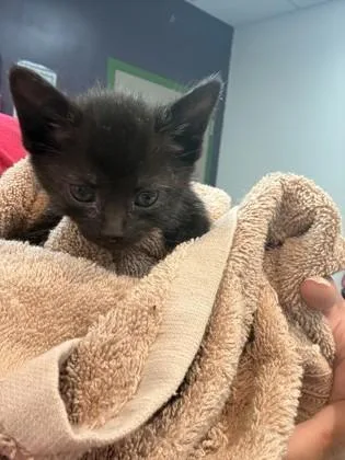 A baby small-sized female Domestic Short Hair cat named Baby Jane for adoption in Memphis, TN