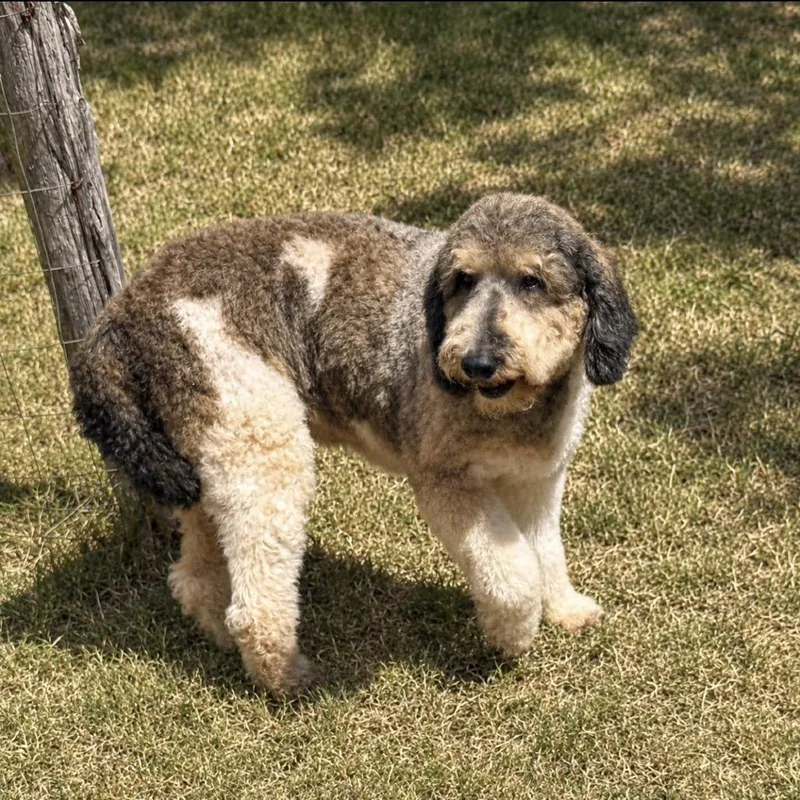 An adult medium-sized female Gray / Blue / Silver Poodle dog named Jezebel for adoption in Bastrop, TX