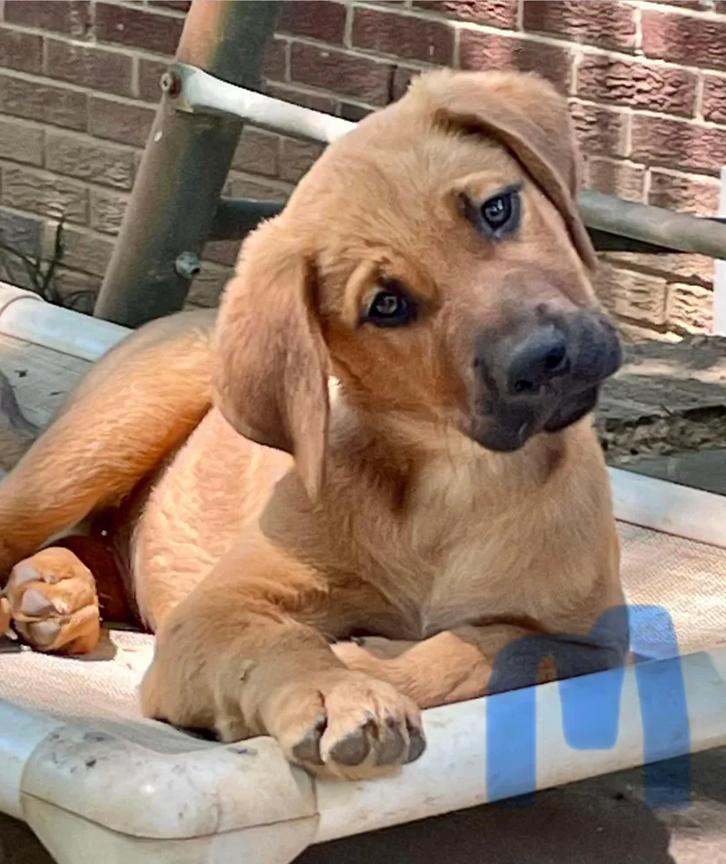 A baby medium-sized male Labrador Retriever dog named Brody for adoption in Carmel, NY