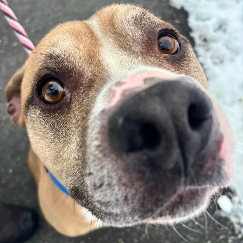 An adult large-sized male Boxer dog named Randall for adoption in Dover, NH