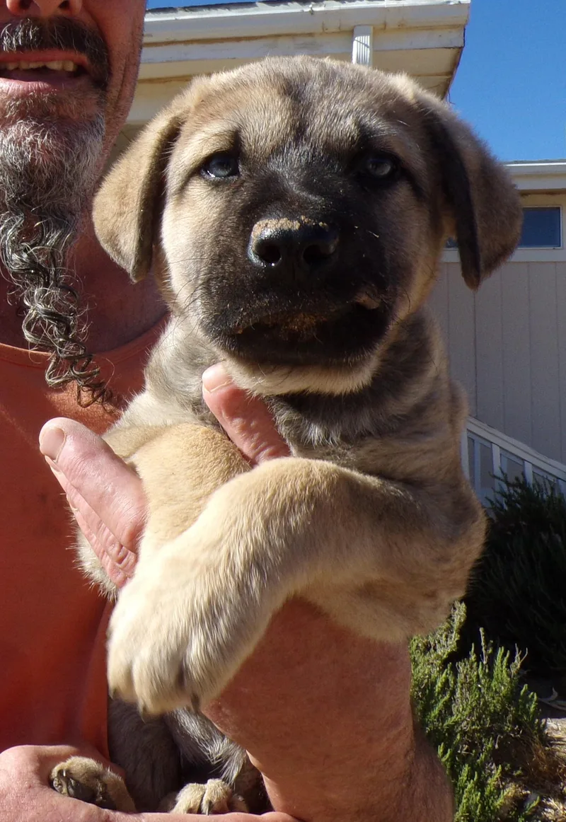 Maximus