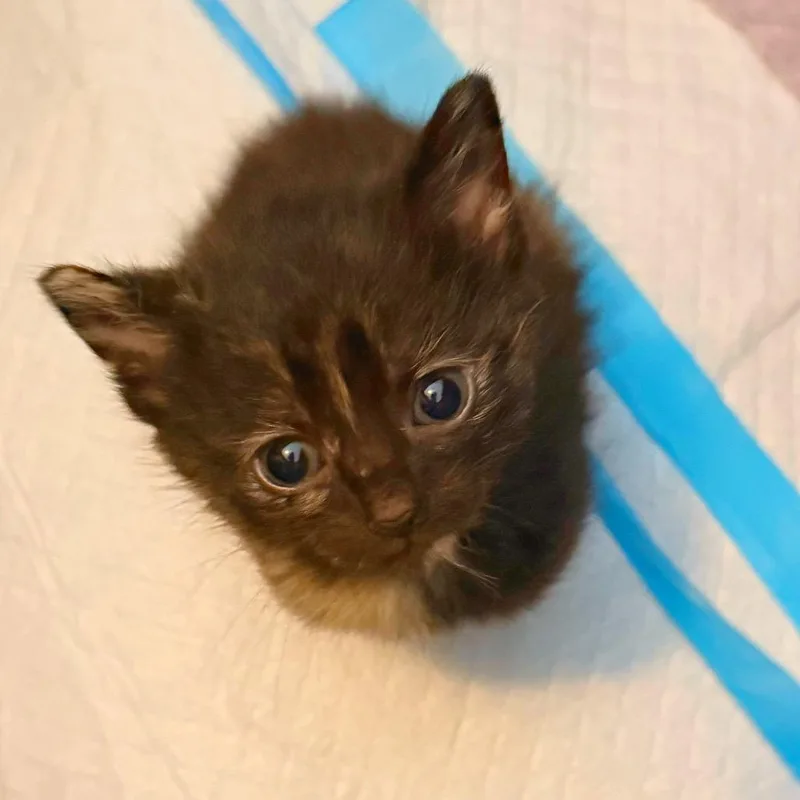 A baby small-sized female Black Domestic Short Hair cat named Velvet for adoption in Alexandria, VA