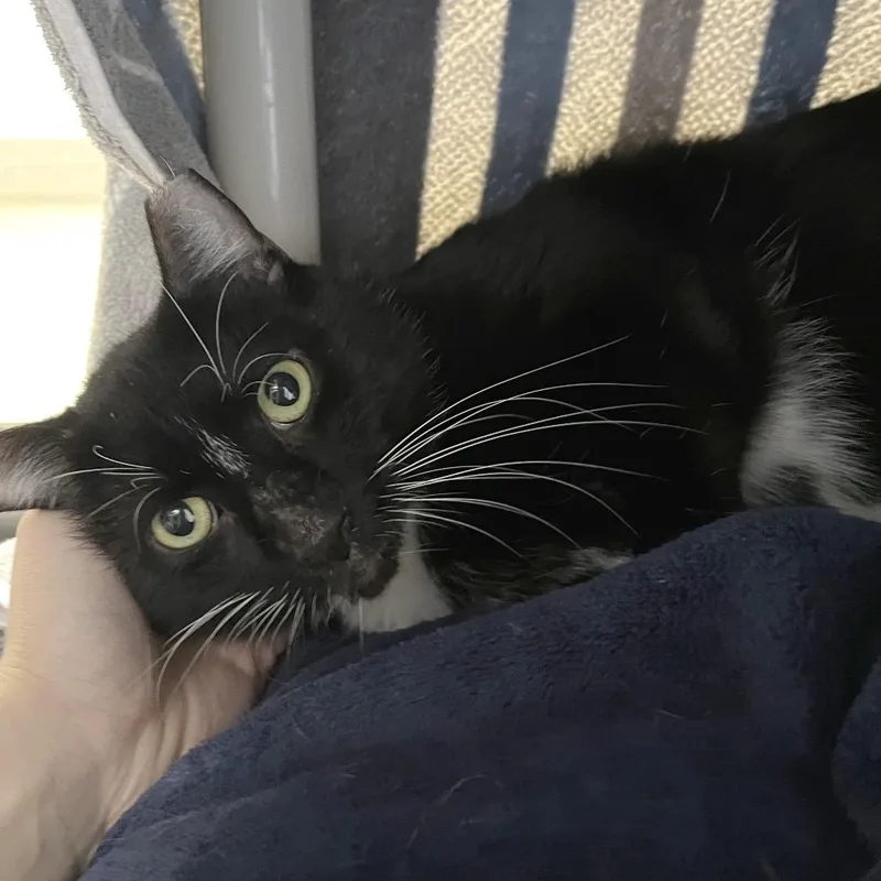 An adult large-sized male Black Domestic Short Hair cat named Oni for adoption in York, PA
