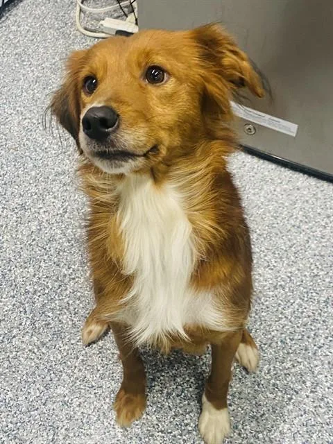 An adult medium-sized female Border Collie dog named Stella for adoption in Westminster, MD