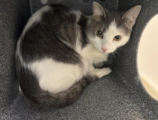 An adult medium-sized female Domestic Short Hair cat named Lucy Grey for adoption in New York, NY