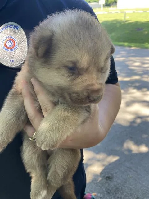 A baby medium-sized male Mixed Breed dog named Sonic for adoption in Dallas, TX