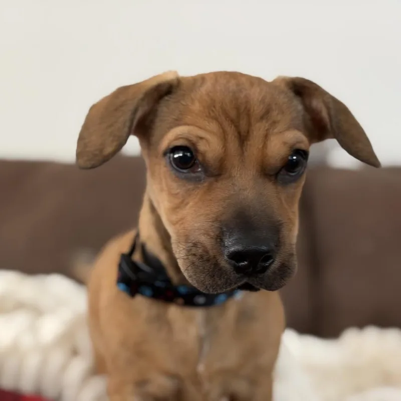 A baby small-sized male Brown / Chocolate Mixed Breed dog named Mr. Duke for adoption in Wahiawa, HI