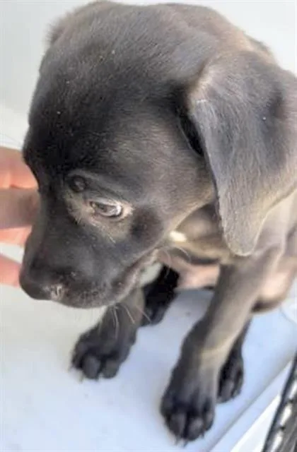 A baby small-sized male Labrador Retriever dog named A for adoption in Houston, TX