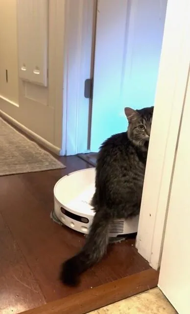 An adult medium-sized female Domestic Medium Hair cat named Bunny for adoption in Fort Collins, CO