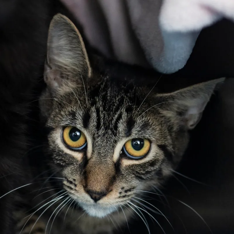 A young medium-sized female Brown / Chocolate Domestic Short Hair cat named Luna for adoption in Middletown, RI