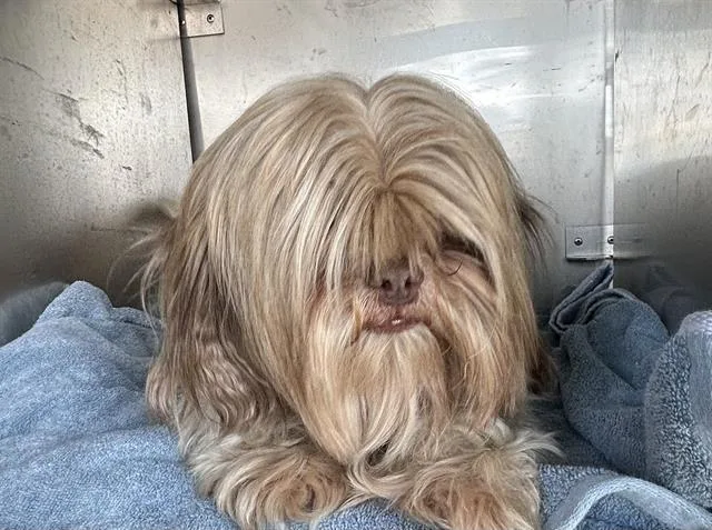 Fabio