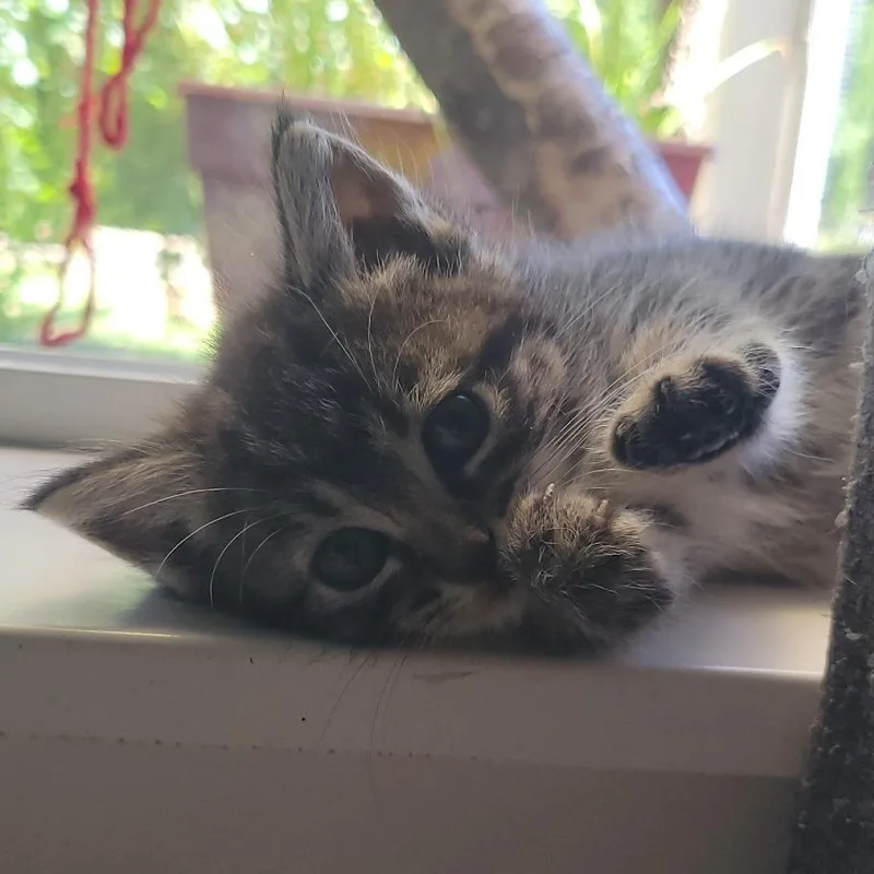 A baby small-sized female Black Domestic Short Hair cat named Sausage for adoption in Keizer, OR