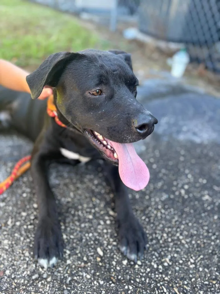 A young medium-sized male Labrador Retriever dog named Tucker for adoption in Spring, TX