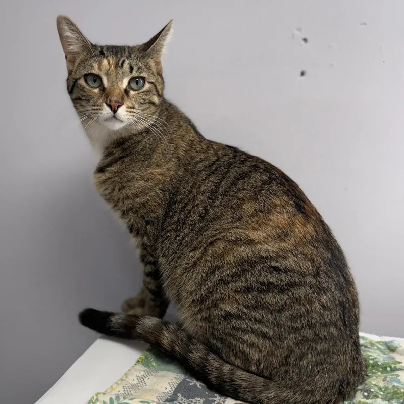 A young small-sized female Brown / Chocolate Domestic Short Hair cat named Osa for adoption in Archbold , OH