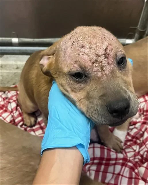 A baby small-sized female Pit Bull Terrier dog named Linkin for adoption in Sacramento, CA