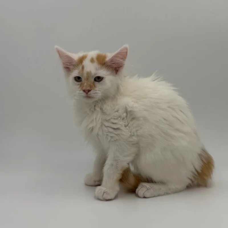 A baby medium-sized female Domestic Long Hair cat named Cheese for adoption in State College, PA
