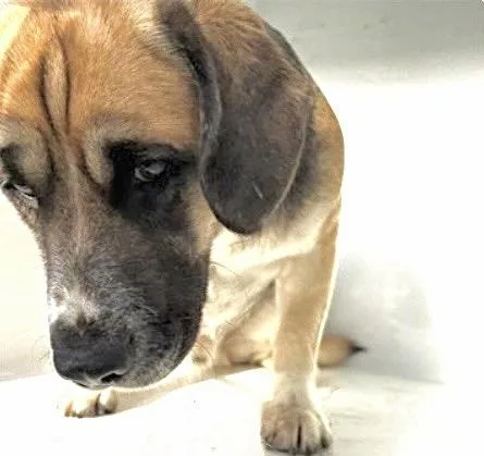 An adult medium-sized male German Shepherd Dog dog named A for adoption in Houston, TX