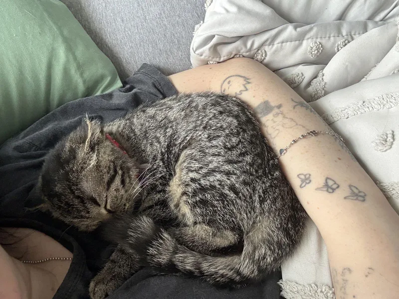 Millie Moo thumbnail 3