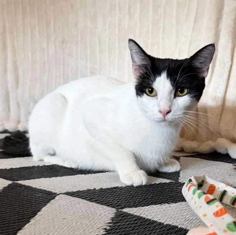 A young medium-sized female Domestic Short Hair cat named Penny for adoption in Foley, AL