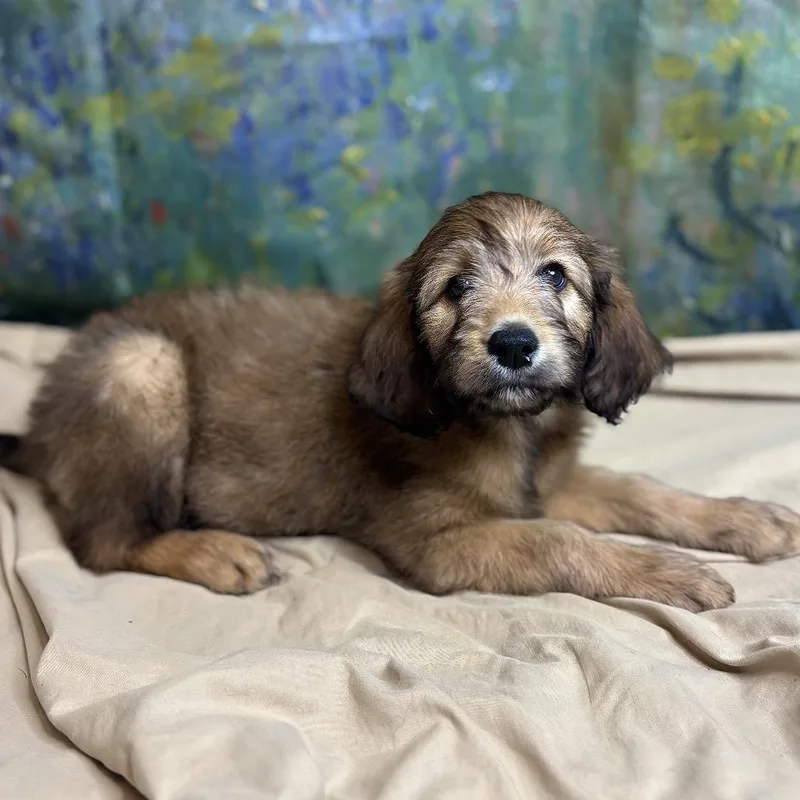 A baby medium-sized female Brown / Chocolate Poodle dog named Eclair for adoption in Brownsboro, AL