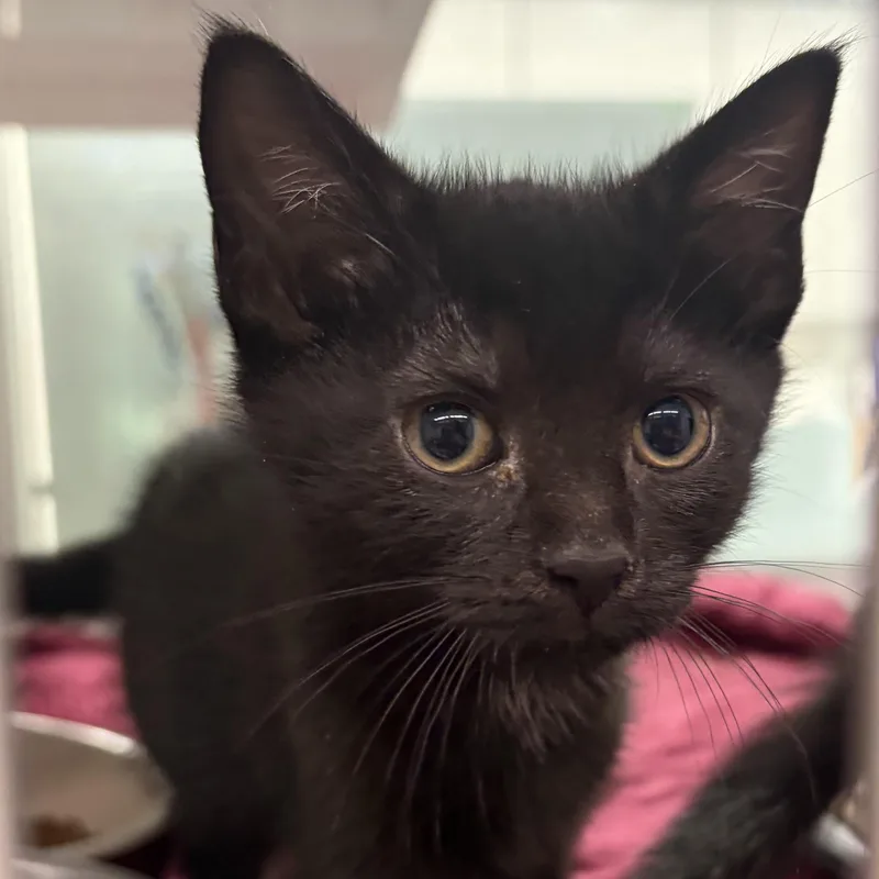 A baby medium-sized female Black Domestic Short Hair cat named Ocho for adoption in Southold, NY