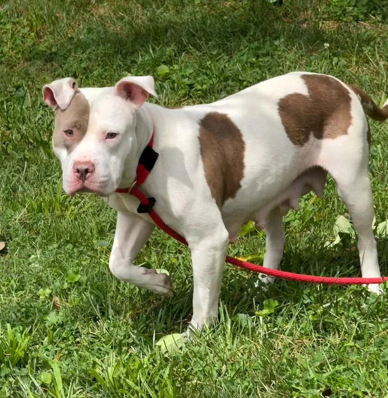 An adult medium-sized female White / Cream Pit Bull Terrier dog named Snowbell for adoption in Springfield, IL