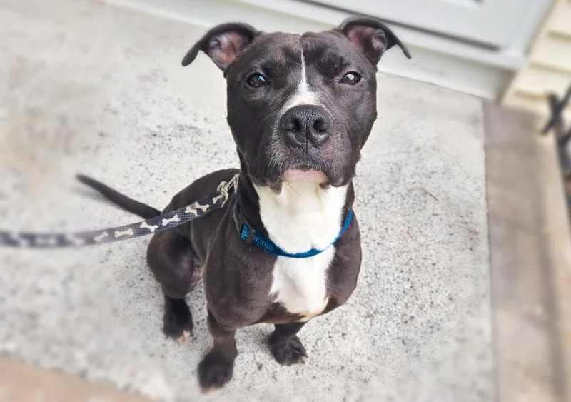 A young medium-sized male Pit Bull Terrier dog named Colby for adoption in Caldwell, NJ