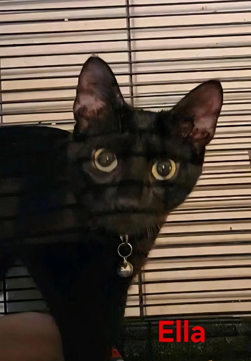 A young medium-sized female Black Domestic Short Hair cat named Ella for adoption in Longwood, FL