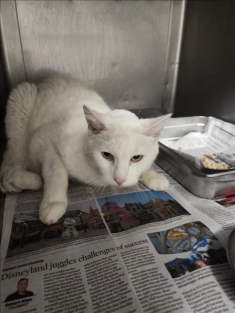A senior medium-sized male Domestic Long Hair cat named Fluffy for adoption in Chatsworth, CA