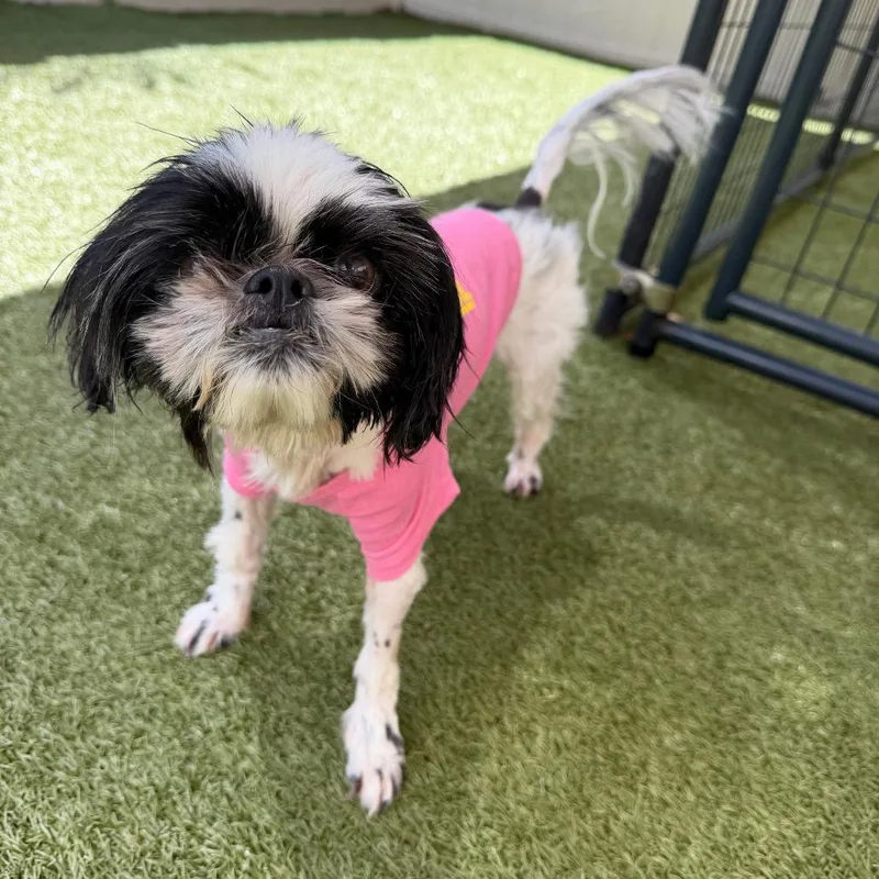 A senior small-sized female Black Shih Tzu dog named Kia for adoption in Titusville, FL