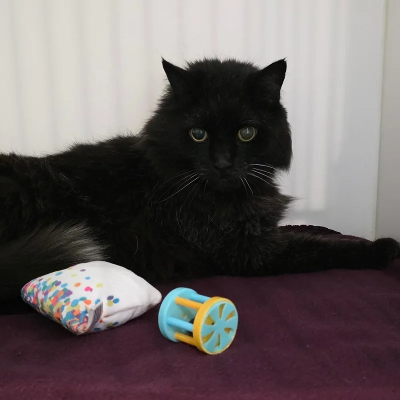 A senior large-sized male Black Domestic Medium Hair cat named Fritz for adoption in Port Angeles, WA