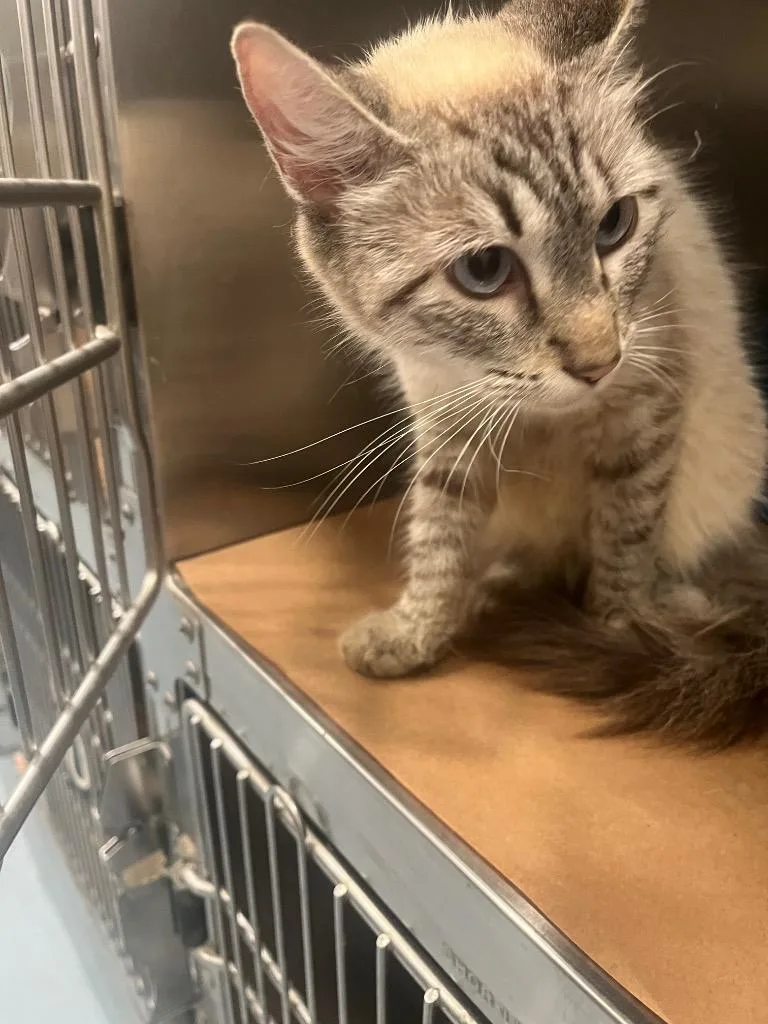 A young small-sized female Domestic Short Hair cat named Coffee for adoption in Cartersville , GA