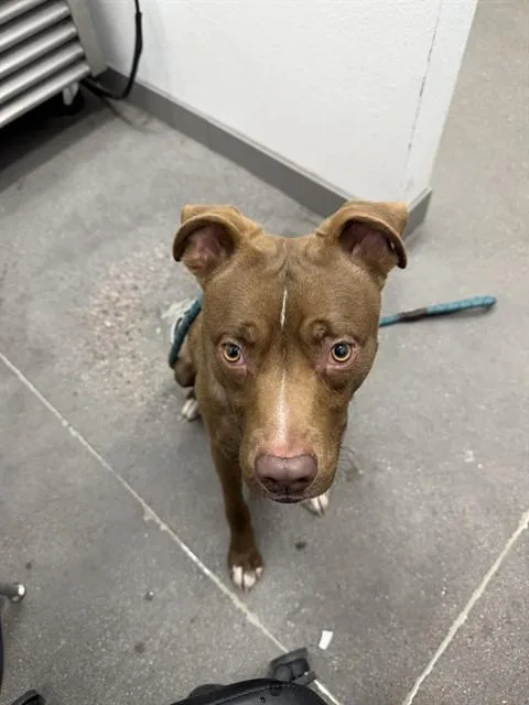 A young medium-sized male Pit Bull Terrier dog named Eros for adoption in Mesa, AZ