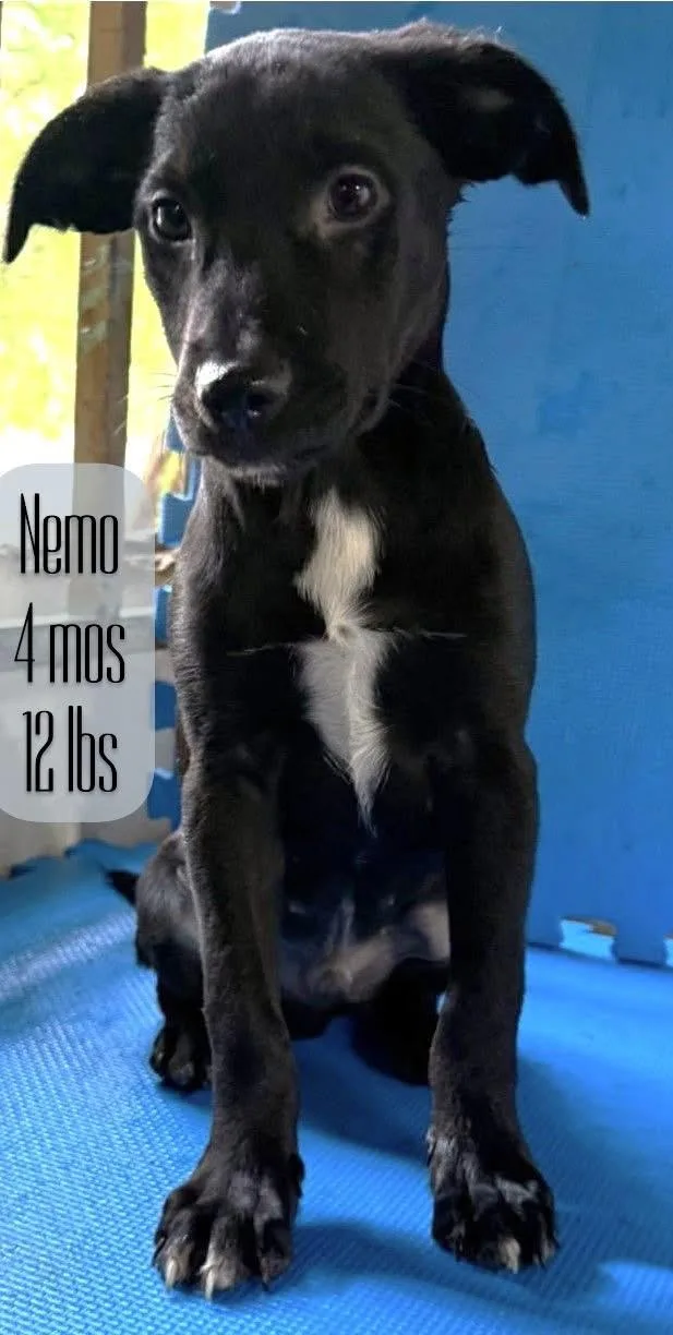 Nemo