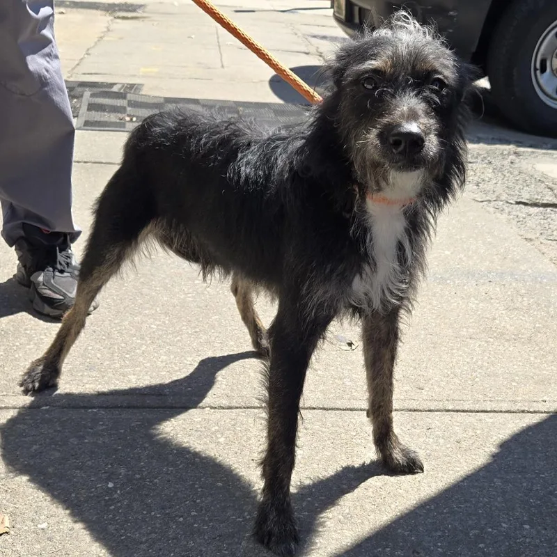 A young medium-sized male Black Wirehaired Terrier dog named Fred for adoption in Newark, NJ